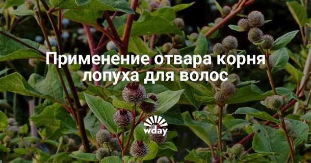 2. Укрепление и рост