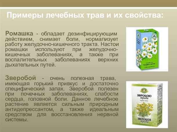 Применение любистка при расстройстве желудка и кишечника