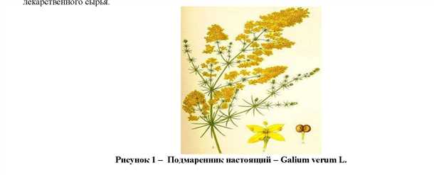 2. Вид подмаренника