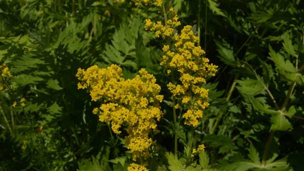 4. Способы применения