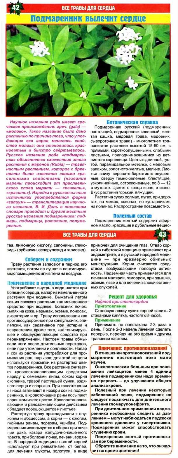 Подмаренник - эффективное средство для лечения ожогов и трещин Подмаренник: как использовать для лечения ожогов и трещин