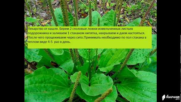 Применение подорожника при лечении кашля
