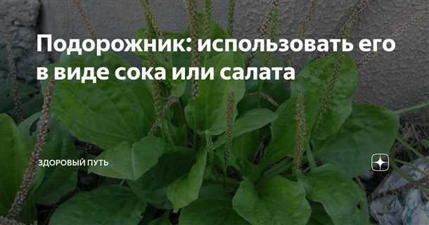 Применение подорожника для лечения заболеваний язвы желудка