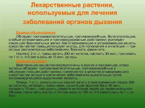 Подорожник - натуральное средство, эффективное при лечении заболеваний дыхательных путей Подорожник: как помогает при лечении заболеваний дыхательных путей