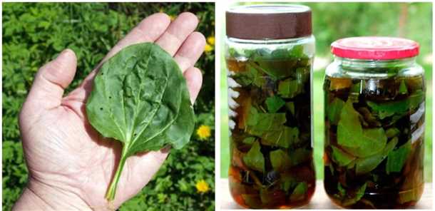 Подорожник - справедливый и эффективный помощник при кашле и воздействие на слизистые оболочки Подорожник: воздействие на слизистые оболочки при кашле