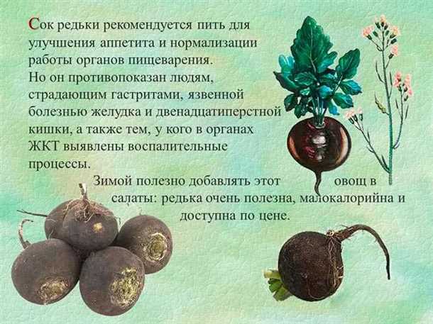 Редька: что это такое?
