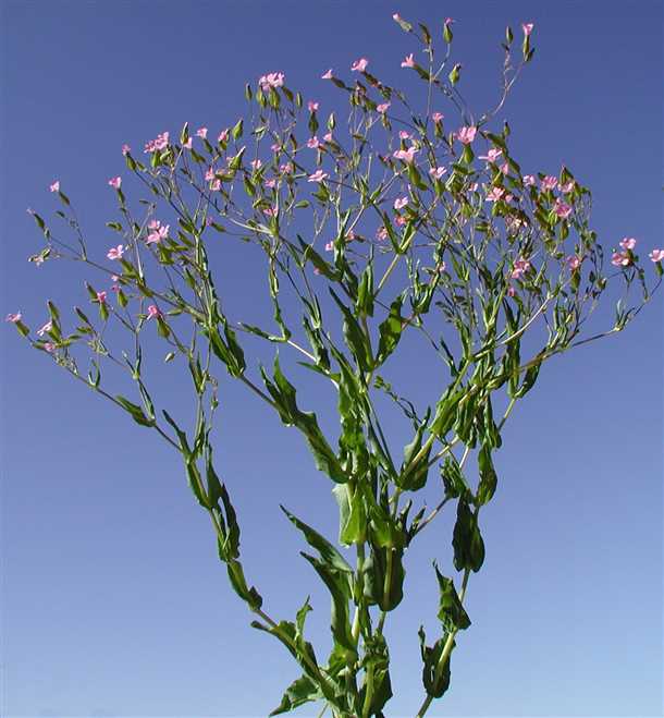 Тысячеголовник - сферы применения, ограничения и рекомендации по использованию Тысячеголовник: применение и ограничения в использовании