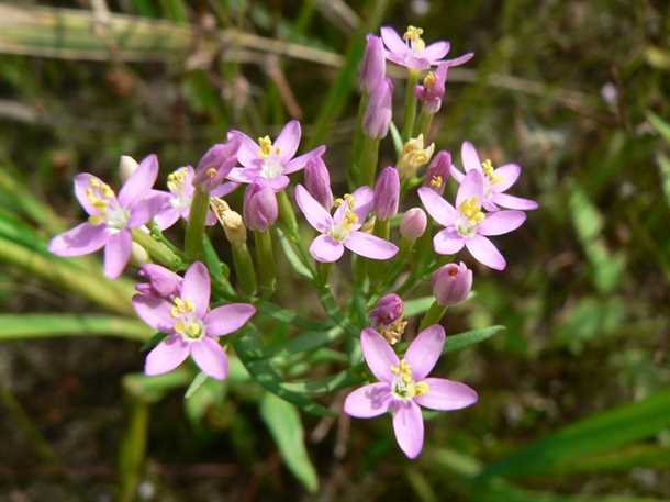 Антибактериальные свойства