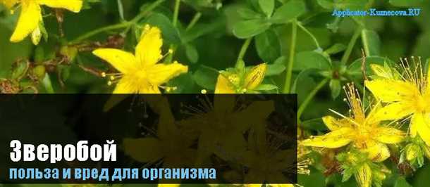 Взаимодействие зверобоя с другими препаратами и противопоказания