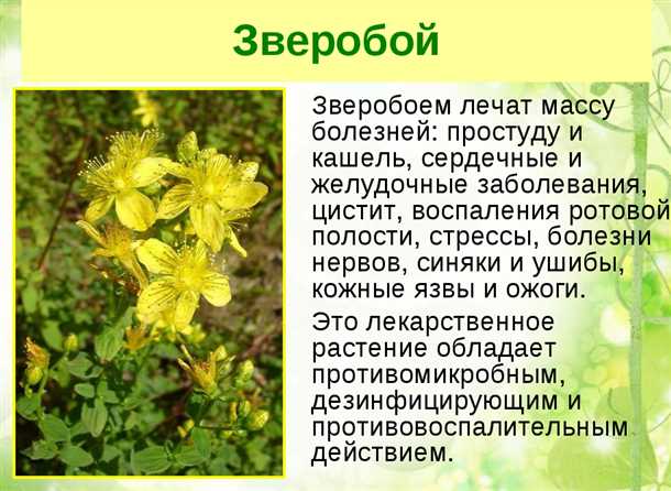 Расстройства нервной системы и зверобой как альтернативное средство лечения