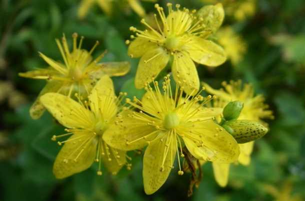 Механизм действия зверобоя на нервную систему