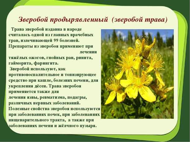 Зверобой: польза и вред для нервной системы
